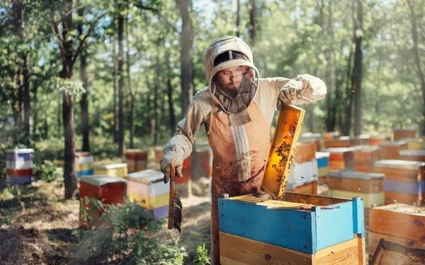 Apicultor inspecionando quadro favo de mel no apiário no dia de verão . — Fotografia de Stock