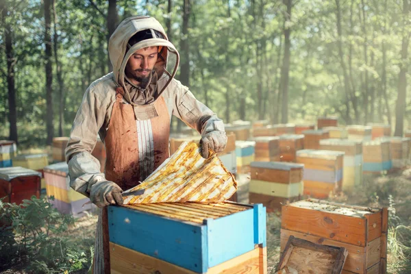 Um apicultor remove uma tela de própolis de uma colmeia. Colheita de produtos apícolas no apiário. — Fotografia de Stock