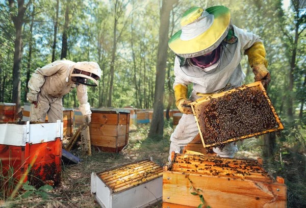 Apicultores inspecionam as colmeias no apiário da floresta. — Fotografia de Stock