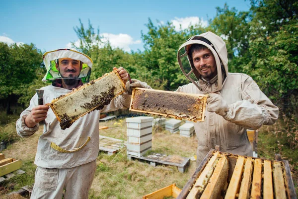 Dois apicultores segurando quadros com favos de mel. Colheita de mel no apiário. — Fotografia de Stock