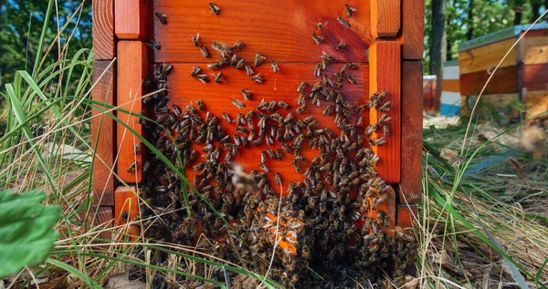 Close up de enxame de abelhas na colmeia. — Fotografia de Stock