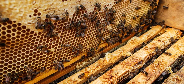 Vista detalhada do favo de mel cheio de abelhas. — Fotografia de Stock