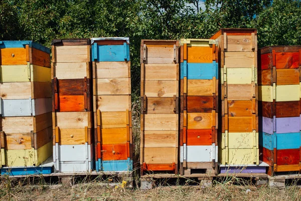 Coloridos colmeias em uma floresta apiário stand em cima uns dos outros. — Fotografia de Stock