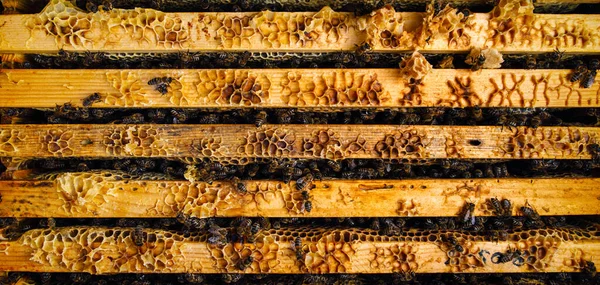 Wooden beehive with wax and bees top view. — Stock Photo, Image