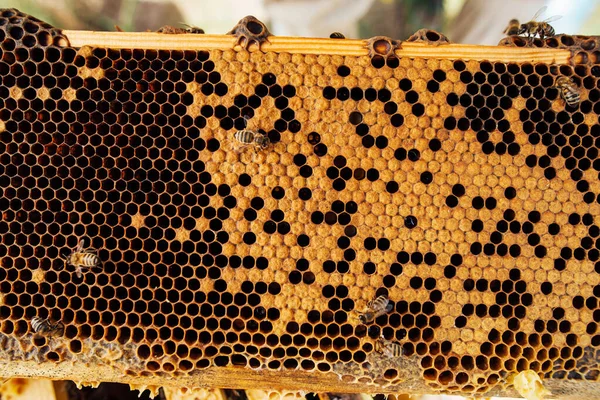 Honungskammar med pollen. Skörda biodlingsprodukter i biodlingen. — Stockfoto