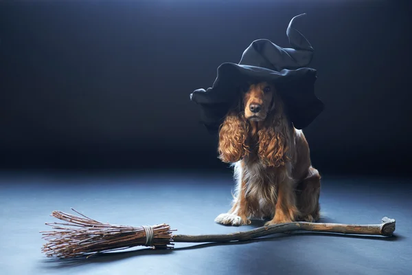 Hond zit in een heksen hoed — Stockfoto