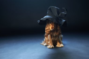 köpek bir cadı şapka oturmuş