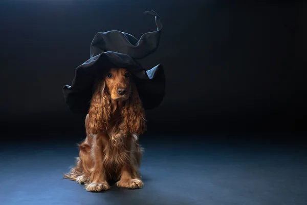 Hond zit in een heksen hoed — Stockfoto
