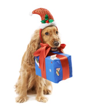  Noel Baba şapkası köpek hediye verir