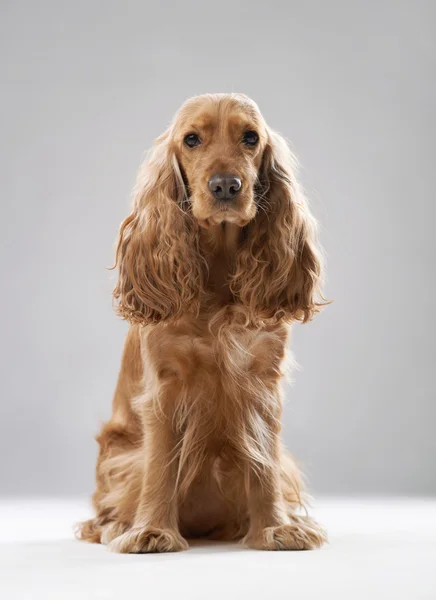 Dog breed English Spaniel — Stock Photo, Image