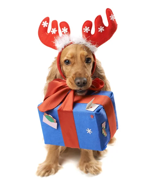 Dog with horns gives a gift — Stock Photo, Image