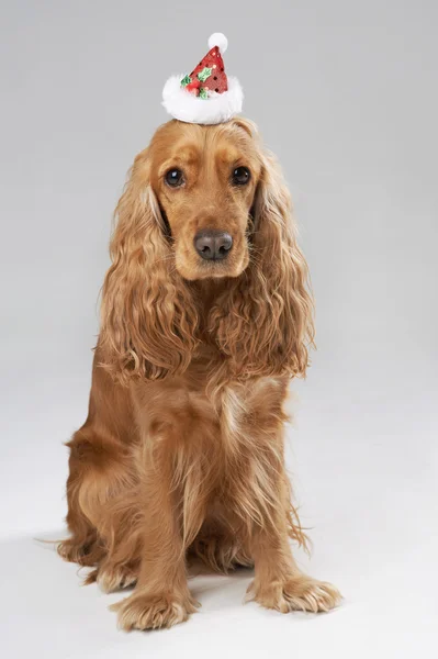 Pies rasy Spaniel angielski w Santa hat — Zdjęcie stockowe