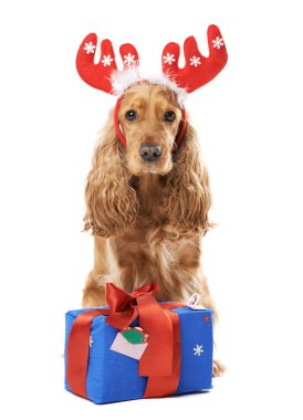  köpek boynuzları olan bir hediye verir