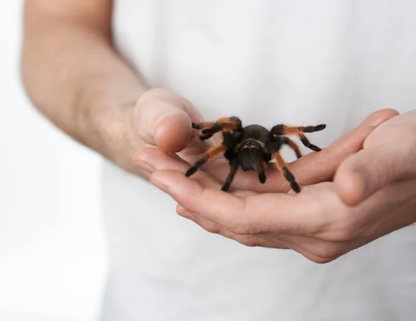 Stor spindel på hand — Stockfoto