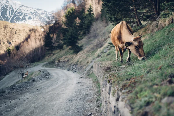 Pěkná kráva na zeleném pahorku — Stock fotografie