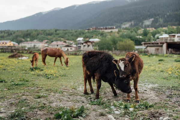 Belo vale com animais domésticos — Fotografia de Stock