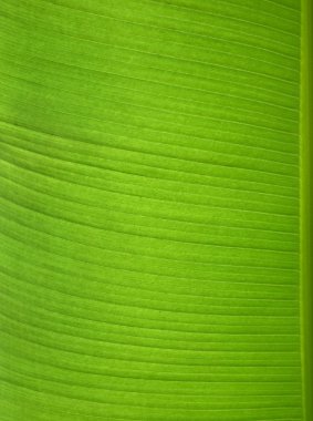 bir yeşil muz yaprağı