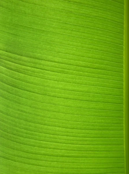 Один зелёный банановый лист — стоковое фото