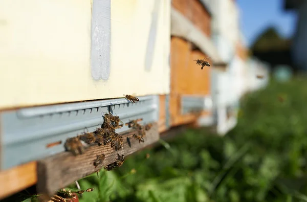 Há abelhas nas colmeias. — Fotografia de Stock