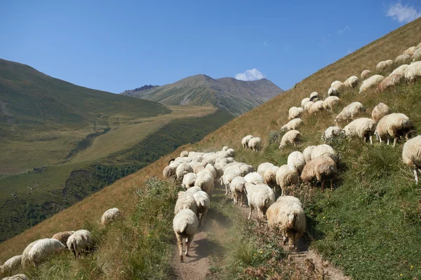 Grande rebanho de ovelhas no pasto — Fotografia de Stock