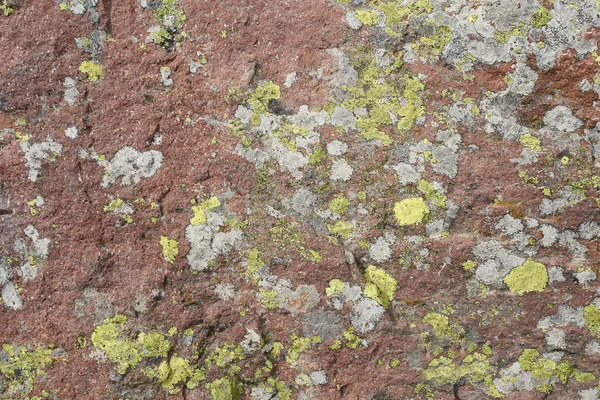 石の緑苔癬背景 — ストック写真