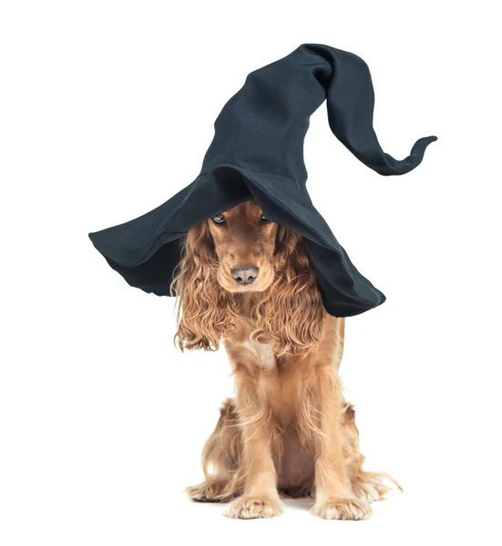 Dog sitting in a witches hat and looks impressive — Stock Photo, Image