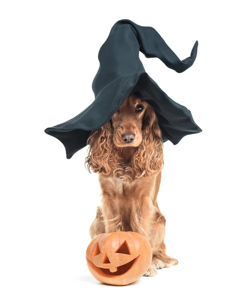 Cadı şapkası ve etkileyici görünüyor oturan köpek