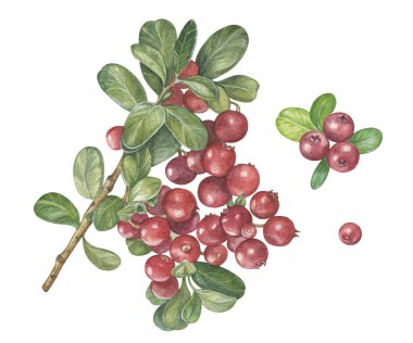 Yabanmersini tırmanışı, yaban mersini ve yaban mersini, yaban mersini filizi