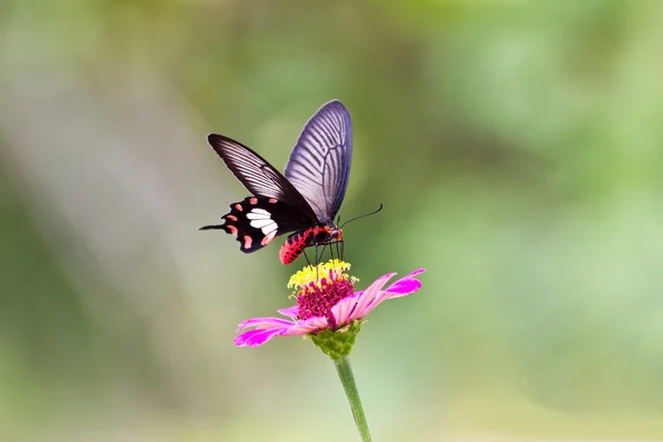 Flowers with butterflies — Stock Photo, Image