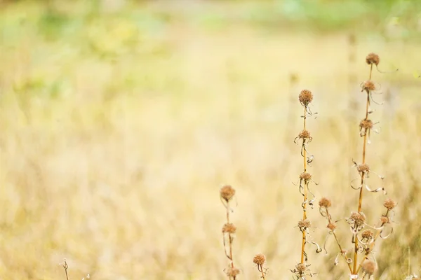 草，花泰国 — 图库照片