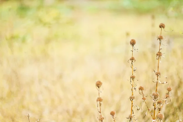 Grass, flowers Thailand — Stock Photo, Image