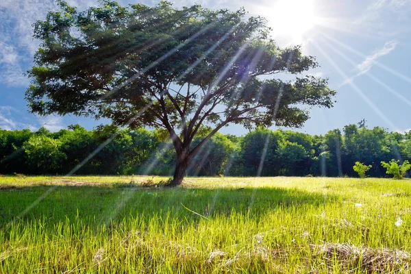 在绿色的田野与蓝蓝的天空上艾菲尔棵大树 免版税图库图片