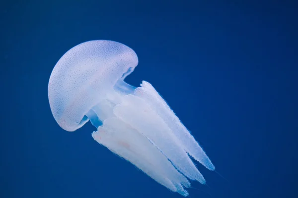 Moon maneter (Aurelia aurita) i ett akvarium. Stockbild