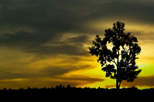 Lente boom met verse groene bladeren op een bloeiende weide op zonnen — Stockfoto