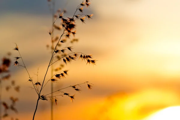 Pôr do sol grama — Fotografia de Stock