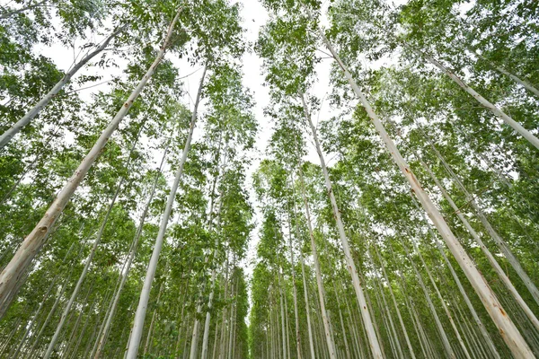 Eucalipto contra céu — Fotografia de Stock