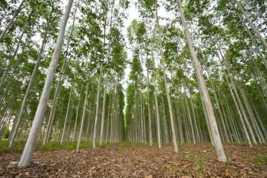Okaliptüs ağacı gökyüzü