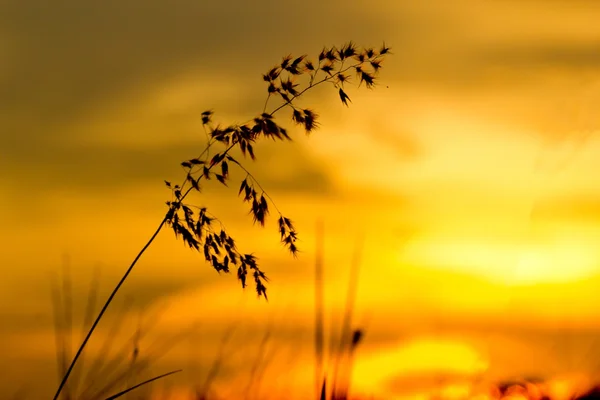 Pôr do sol grama — Fotografia de Stock