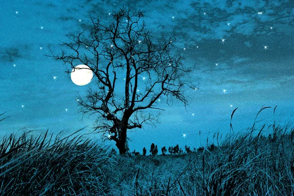 ป่ากลางคืนบนพื้นหลังท้องฟ้าที่มีดวงดาว — ภาพถ่ายสต็อก