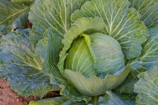 Fresh green head of cabbage with water drop at thailand — Stock Photo, Image