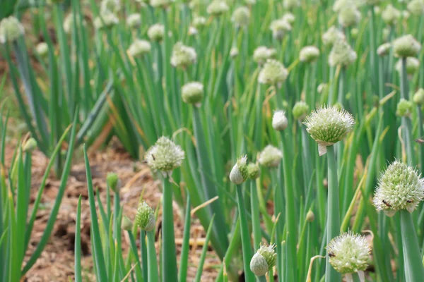 Fileiras de plantas frescas de alface no campo em um dia ensolarado — Fotografia de Stock