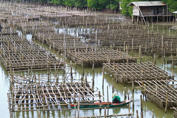 Finca de mejillones en el mar de Tailandia — Foto de Stock