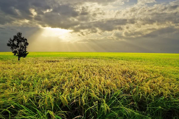 Experimentele rijst boerderij (transgene test) — Stockfoto