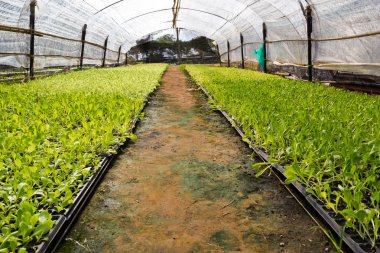 yeşil salata fide. Gıda ve sebze arka plan.