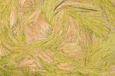 Arkaplan için yeşil yapraklar