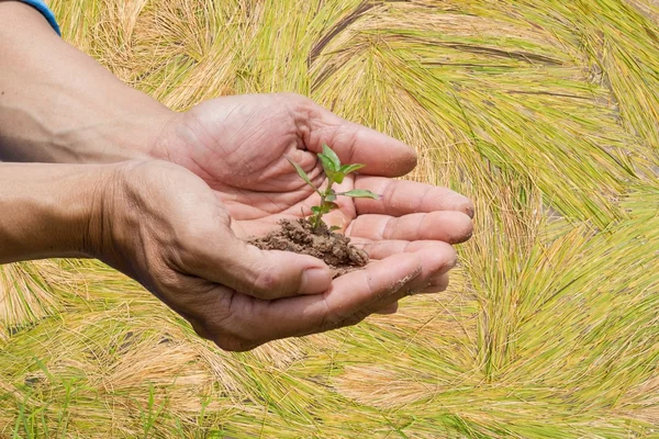 Duas mãos segurando e cuidando de uma jovem planta verde plantando árvore — Fotografia de Stock