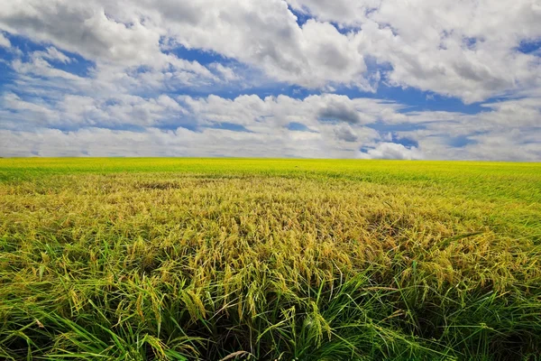 De boerderij van de rijst in de site van het land, landbouw in, thailand — Stockfoto
