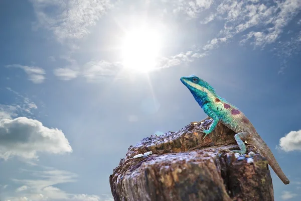 Blå iguana i naturen – stockfoto