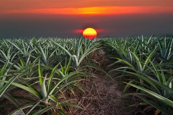 Ananas boerderij — Stockfoto