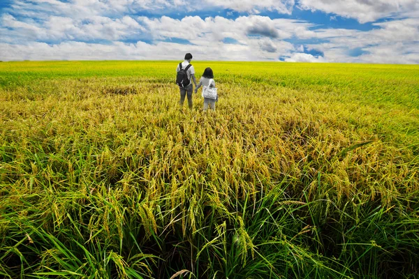 Amante de pé em arroz verde . — Fotografia de Stock